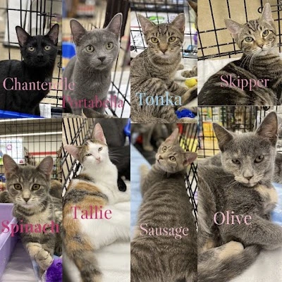Cat Tales Bookstore & Midwest Pet Refuge
