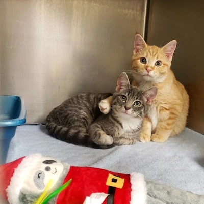 Care Animal Hospital
