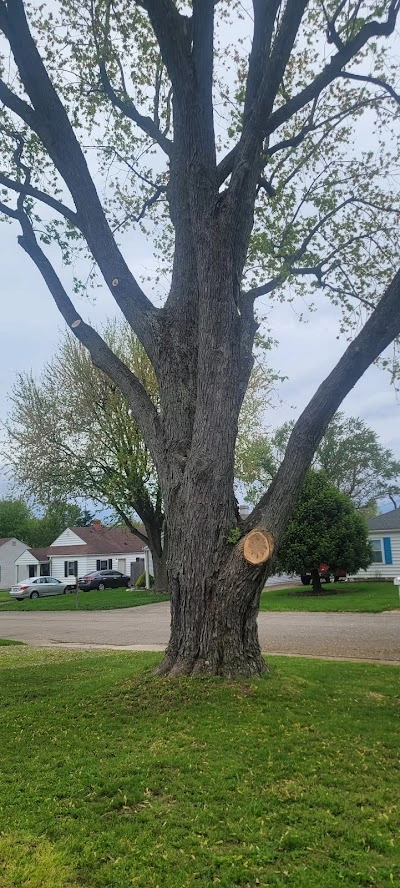 Specialty Tree Care