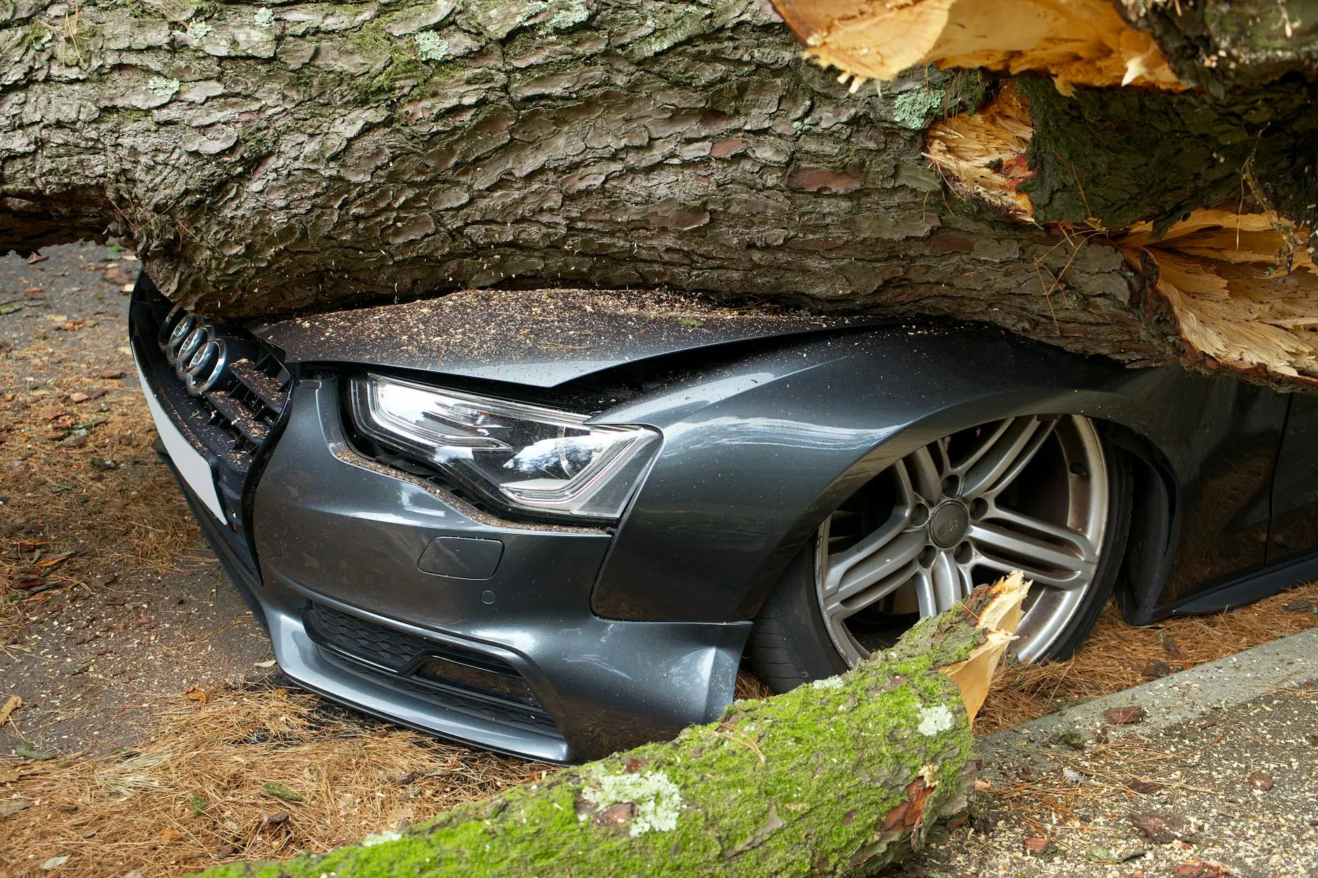 Steve's Trees LLC