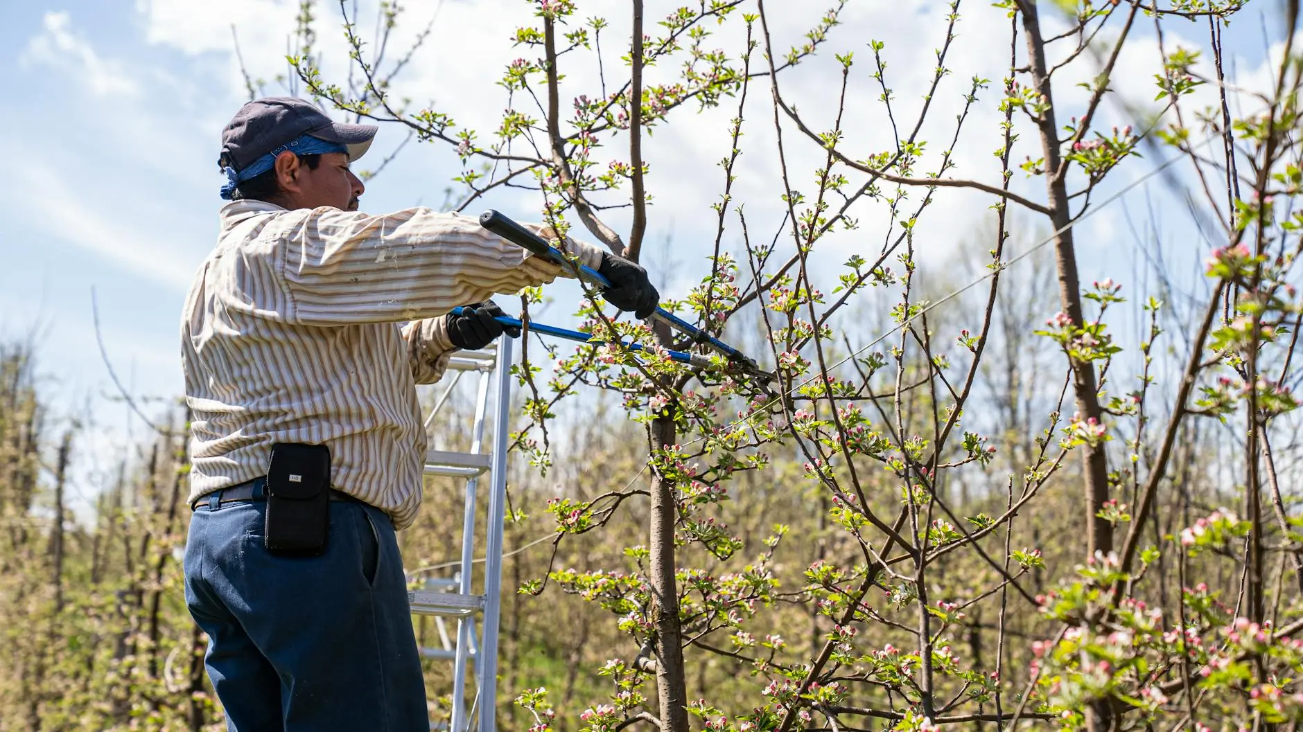 Steve's Trees LLC