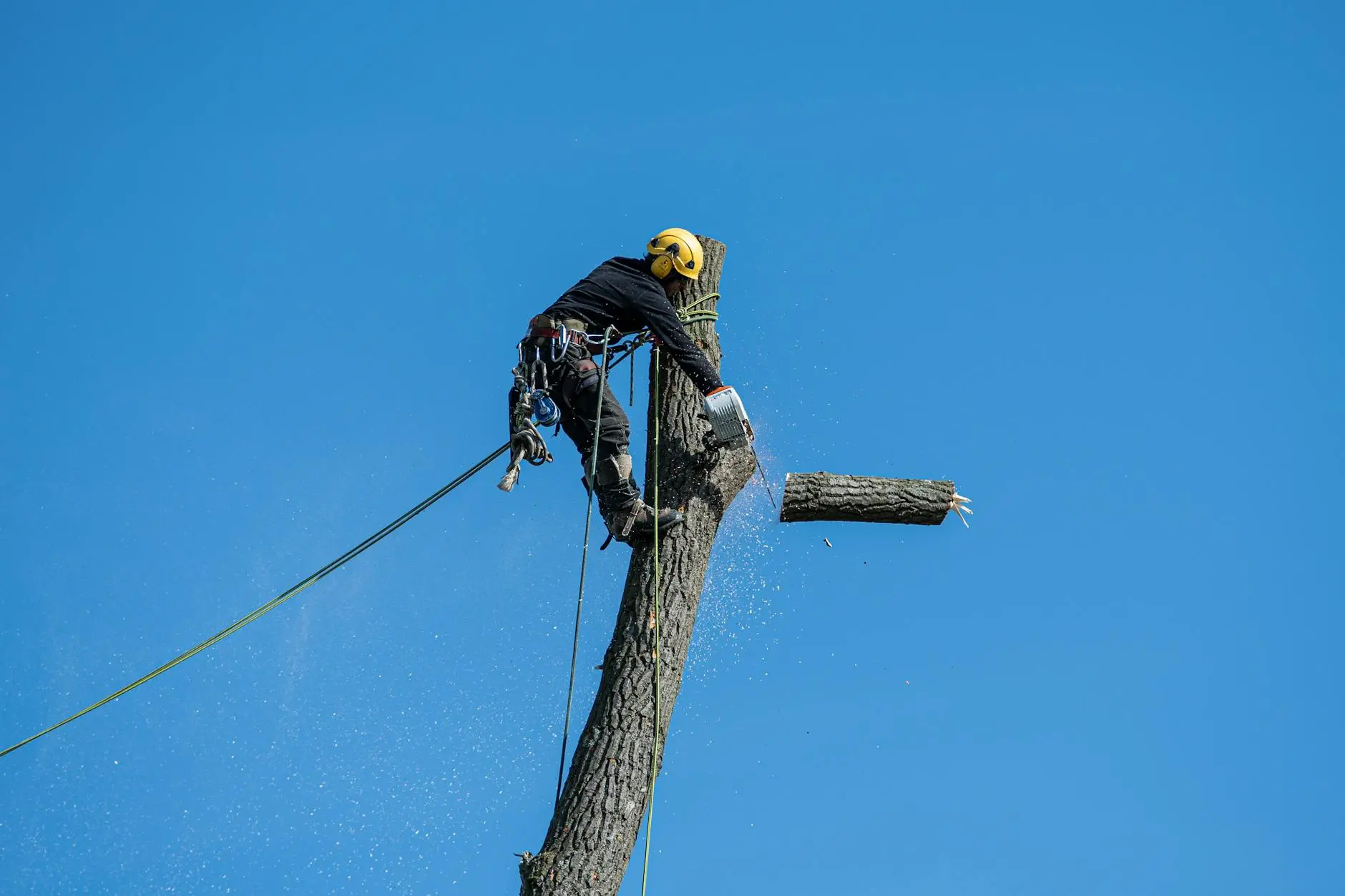 Steve's Trees LLC