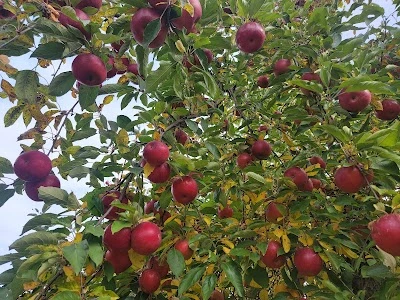 Phil's U-Pick Apple Orchard and Pumpkin Farm