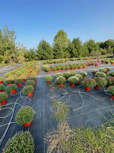 Country Market Greenhouse
