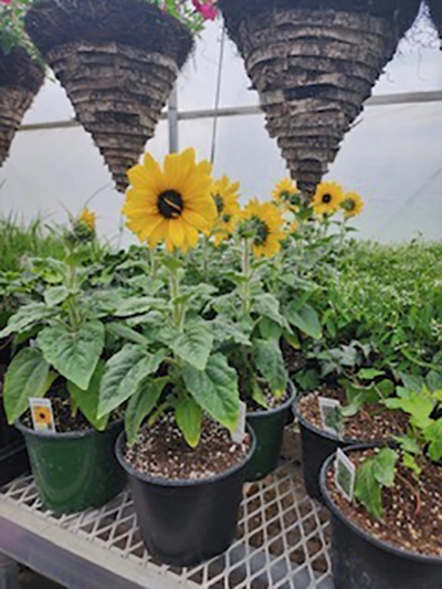 Country Market Greenhouse