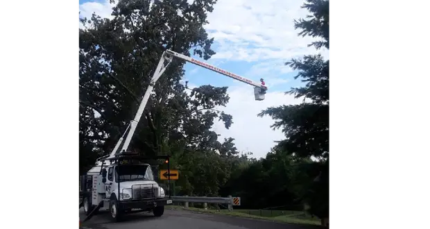 Big Woodys Tree Service LLC