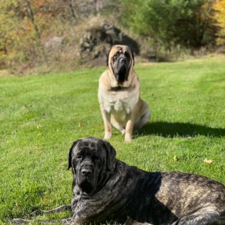 Animal Inn Of The Berkshires