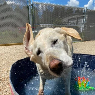 Animal Inn Of The Berkshires