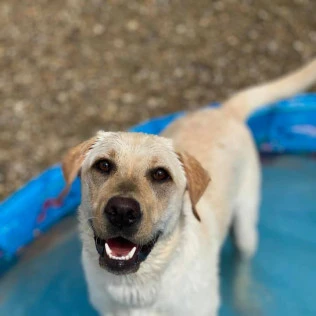 Animal Inn Of The Berkshires