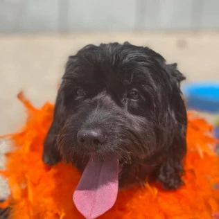 Animal Inn Of The Berkshires