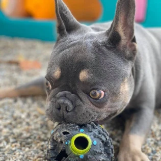 Animal Inn Of The Berkshires