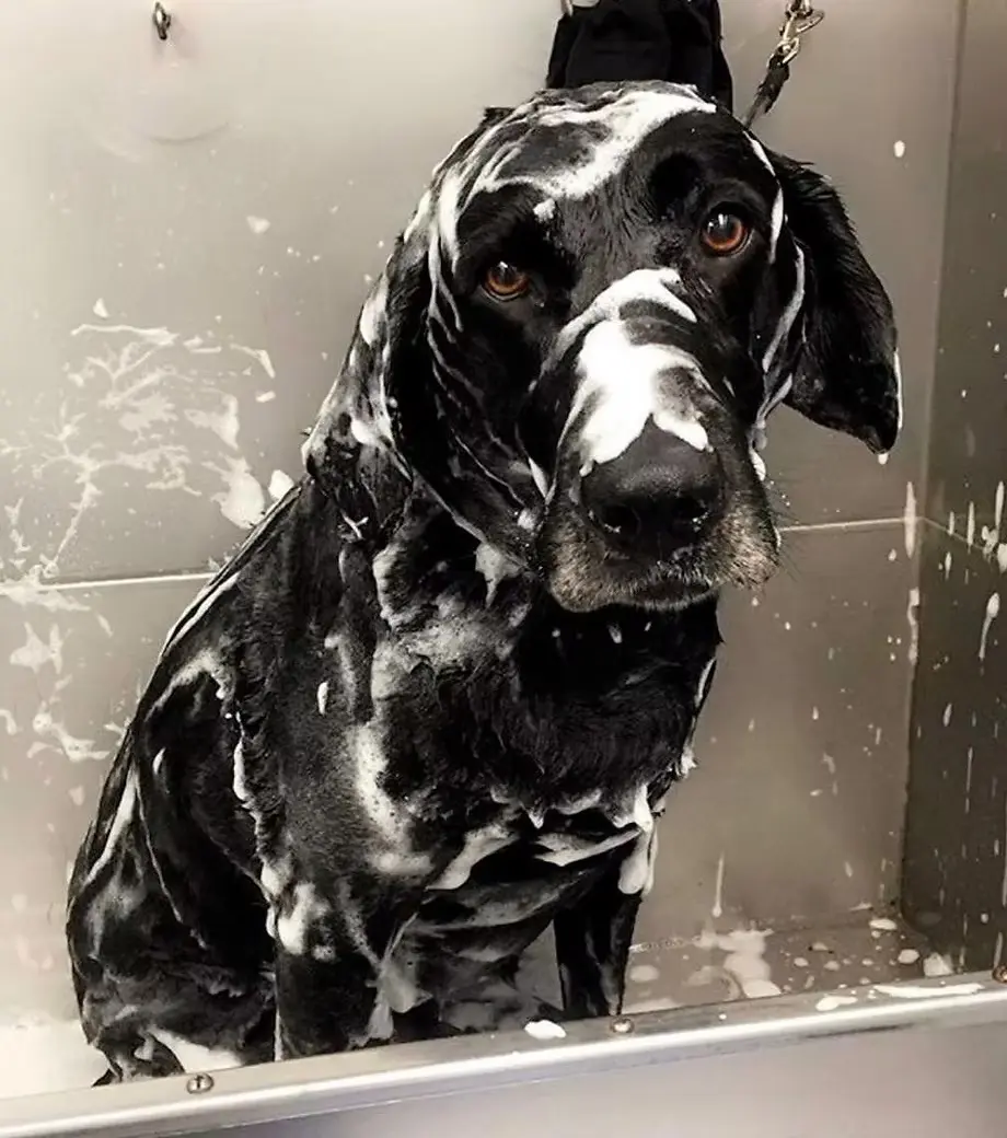 Curbside Pet Spa LLC