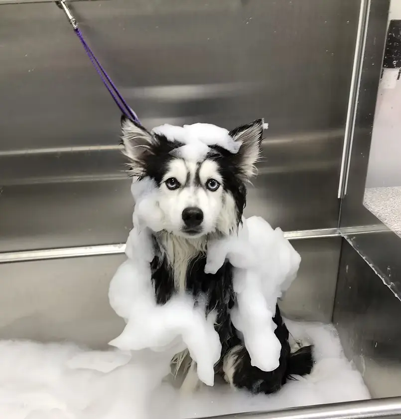 Curbside Pet Spa LLC