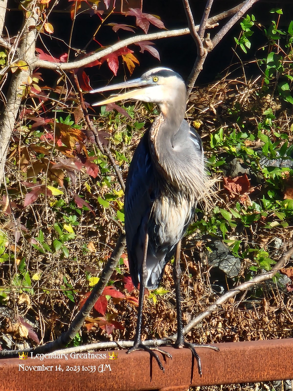 Friends of the Rappahannock