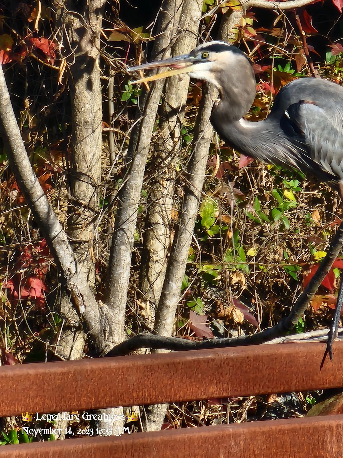 Friends of the Rappahannock