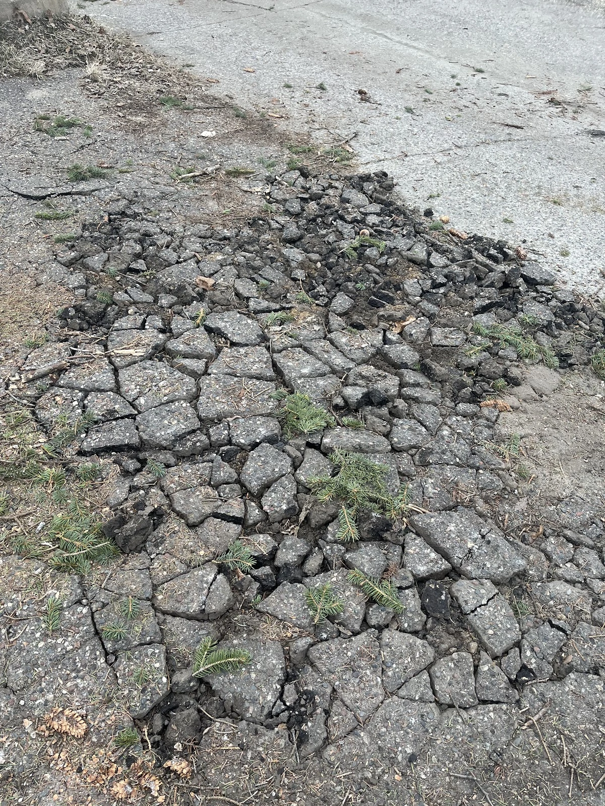 ArborBarberTrees.com