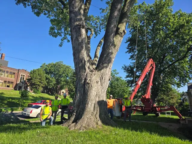 New Horizons Tree Experts