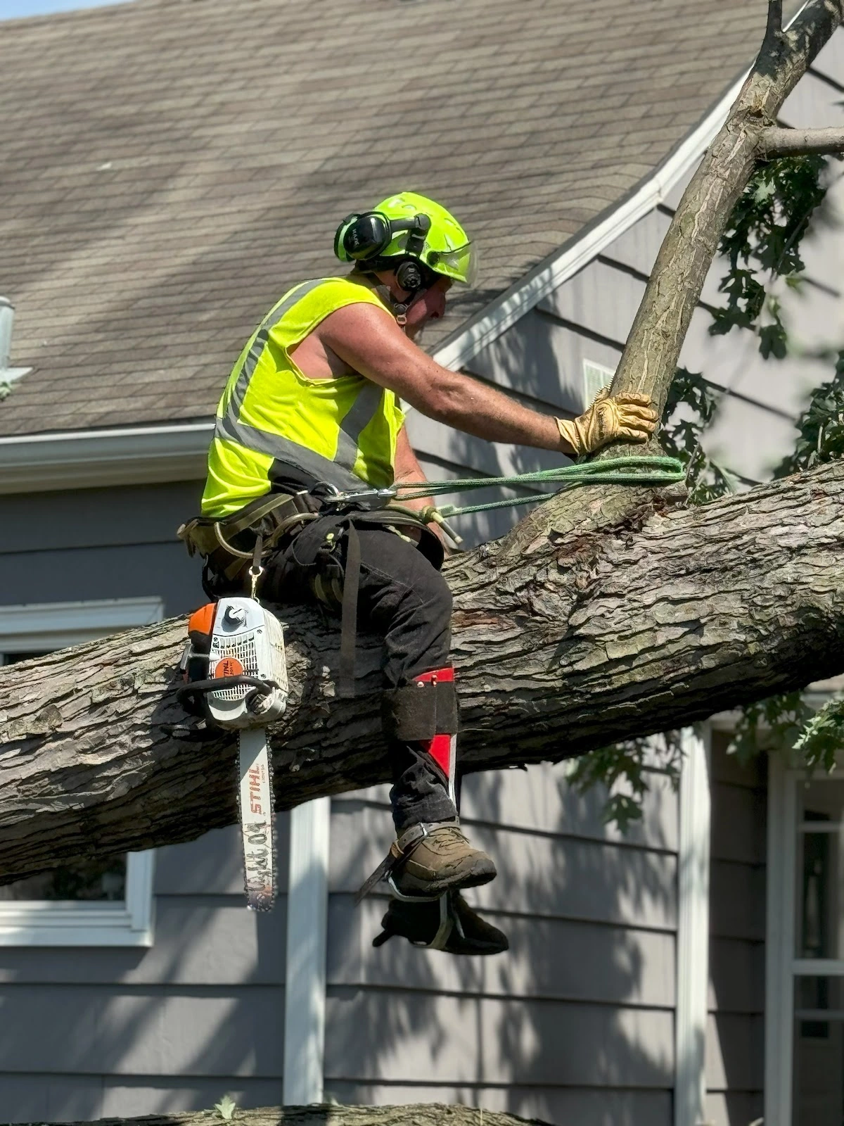 New Horizons Tree Experts