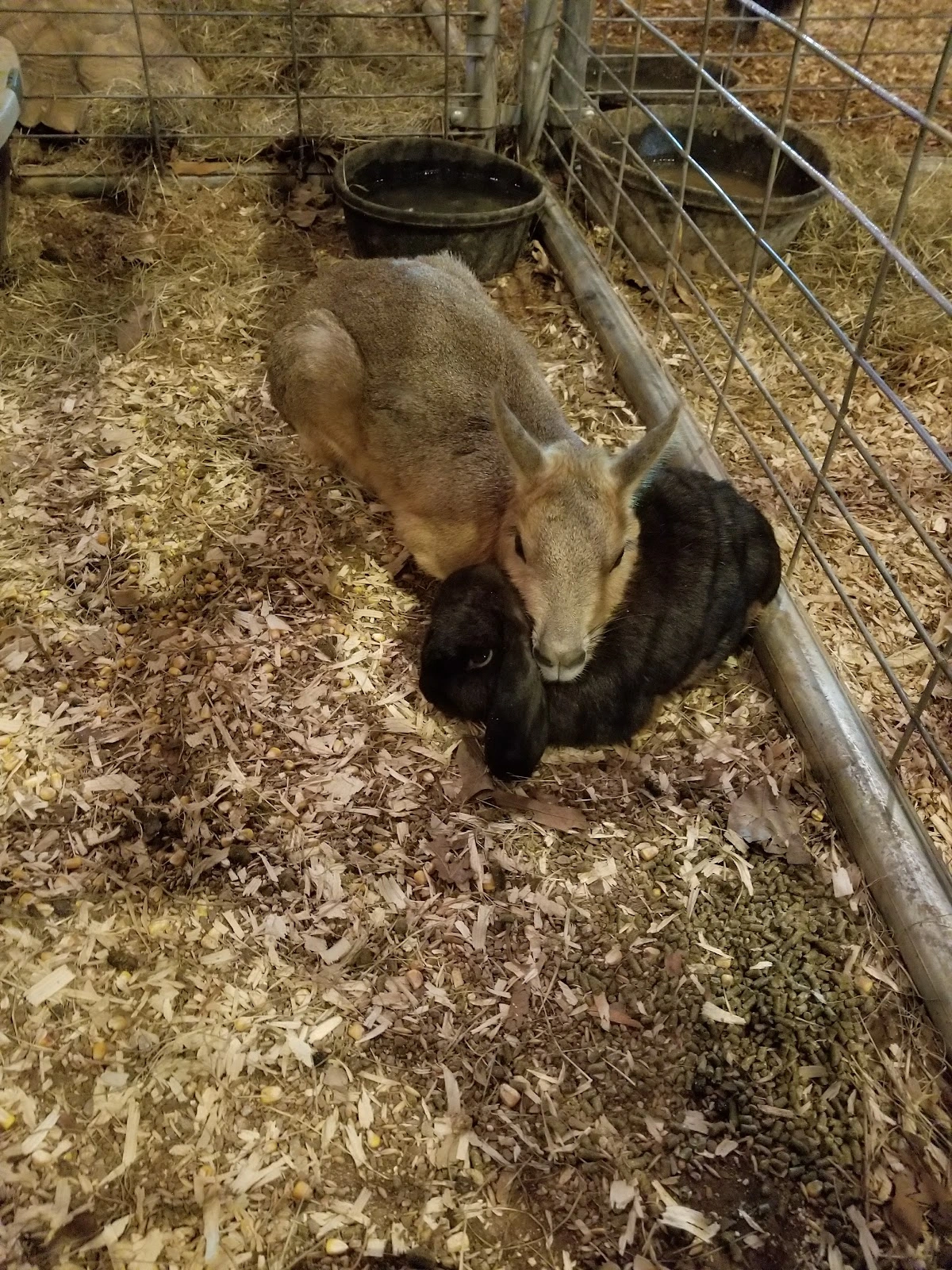 TN Classic Sportsman Show