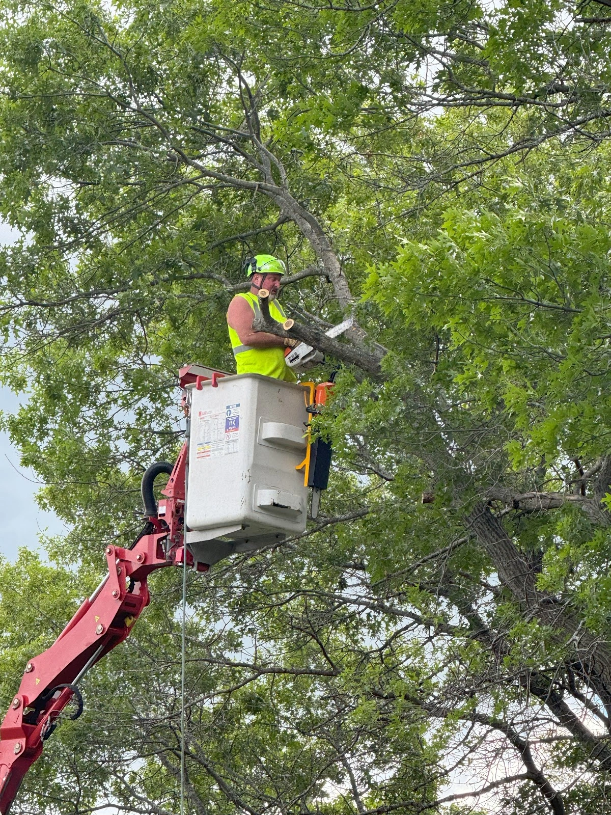 New Horizons Tree Experts