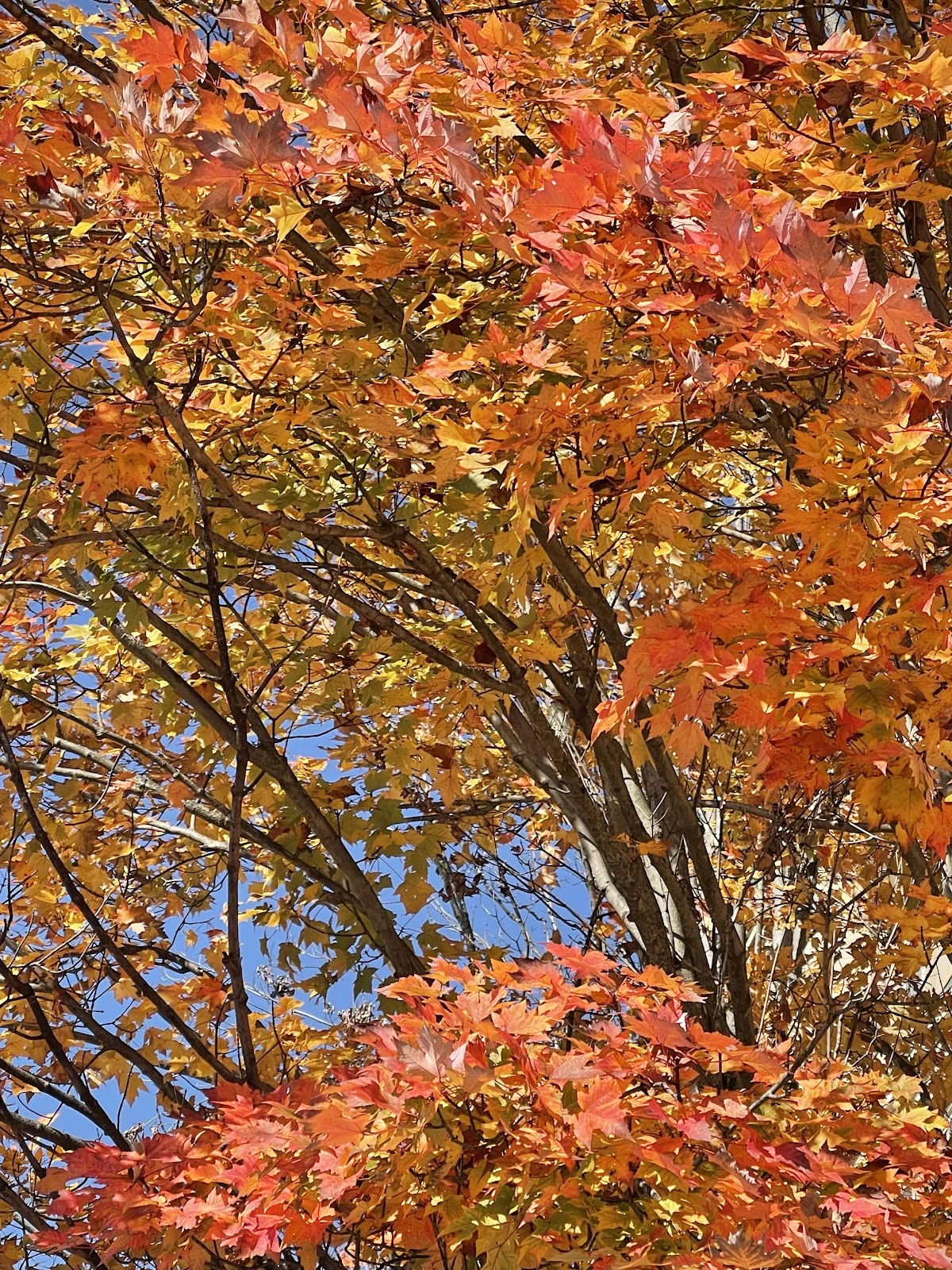 Fairfax Old Town Square Park