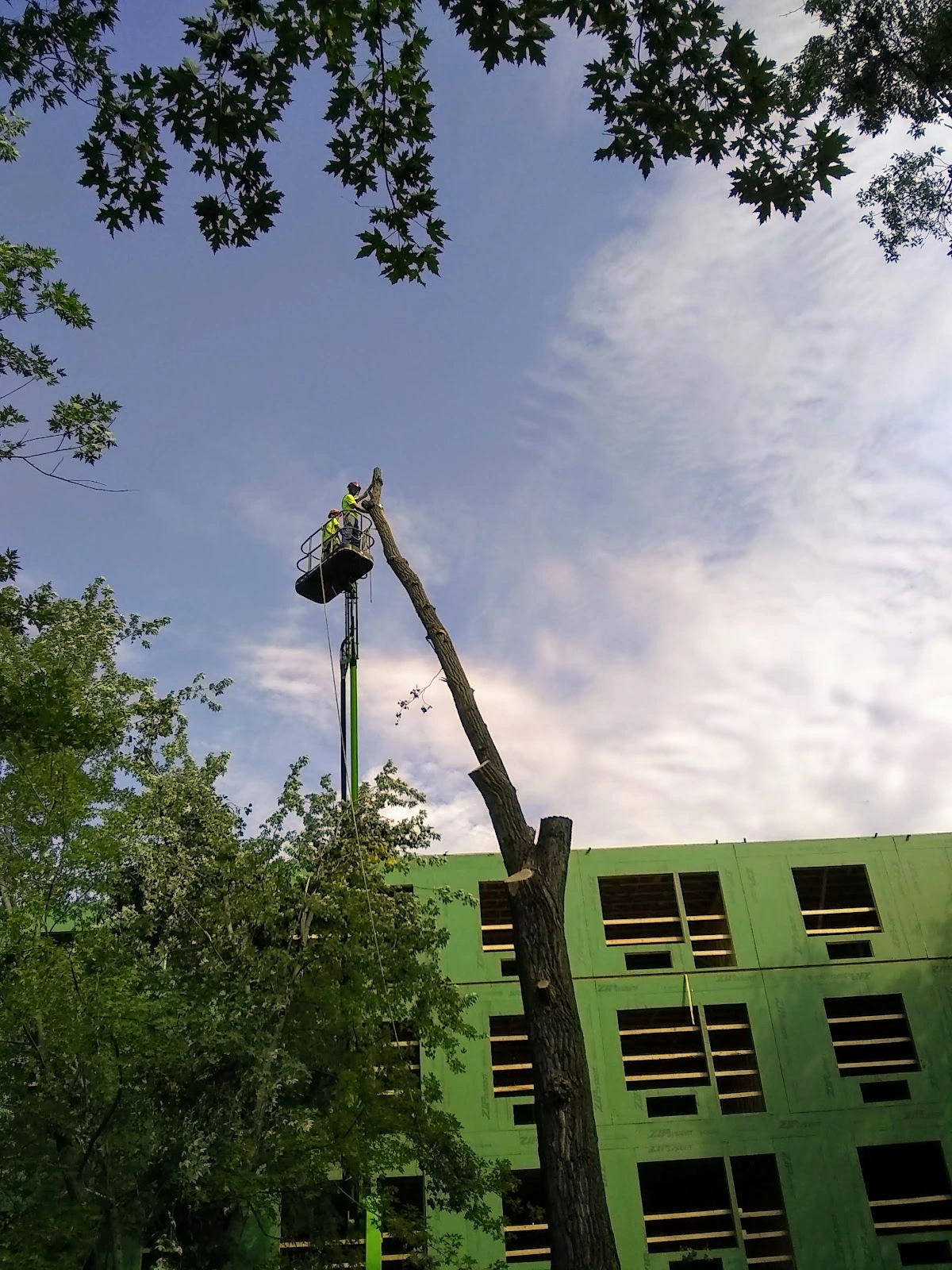 Pioneer Tree Service