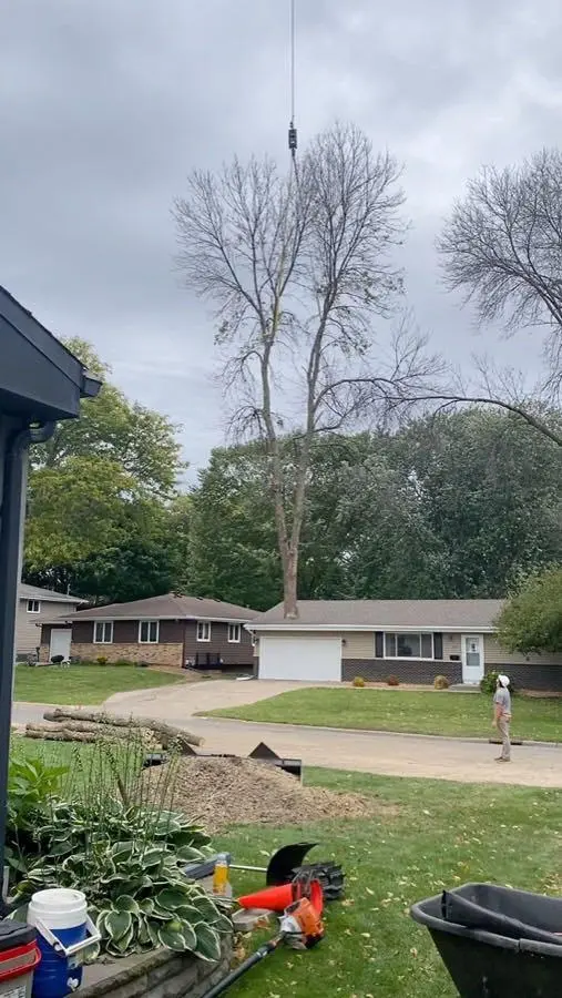 New Horizons Tree Experts