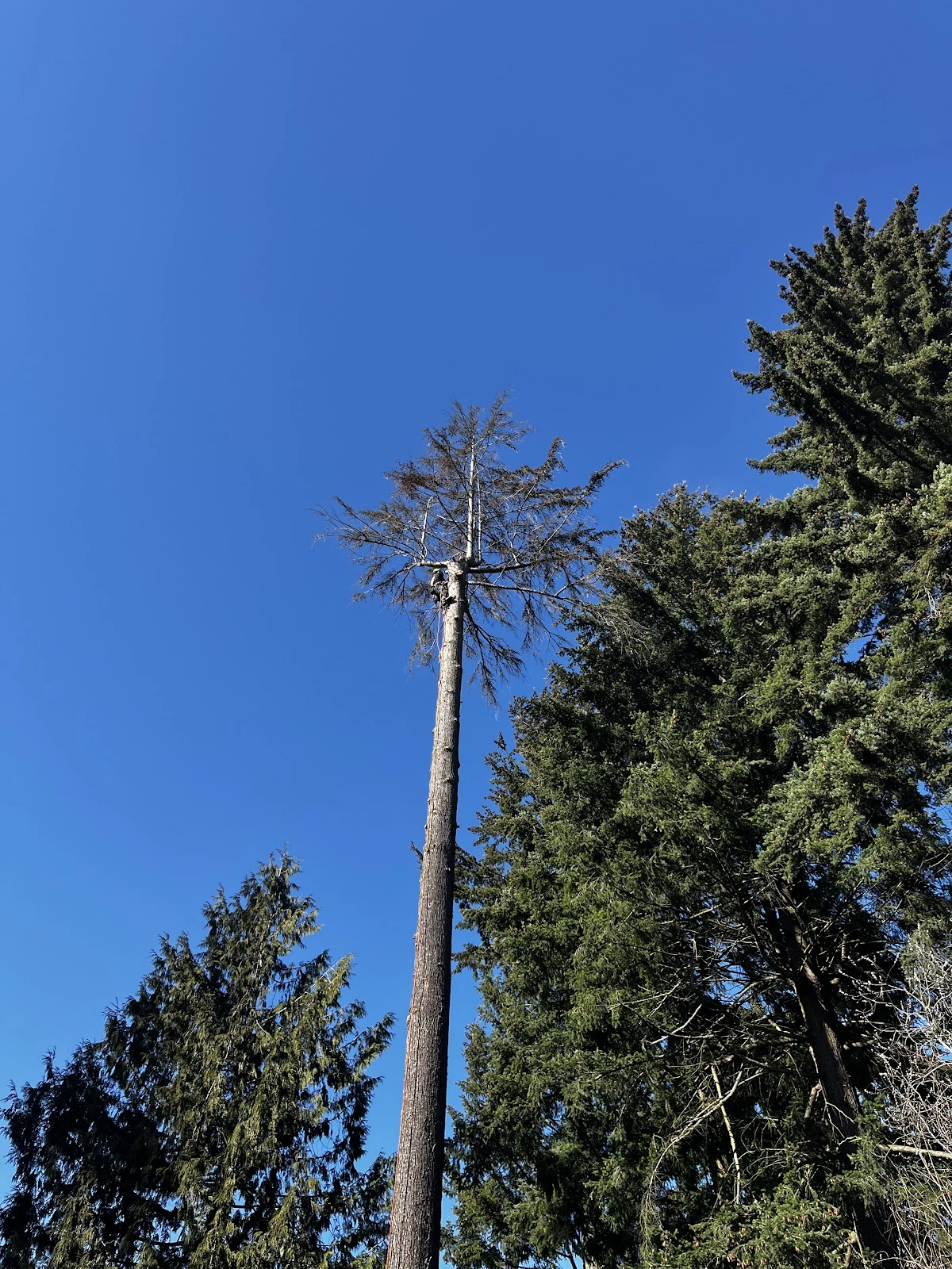 Green Leaf Tree Service