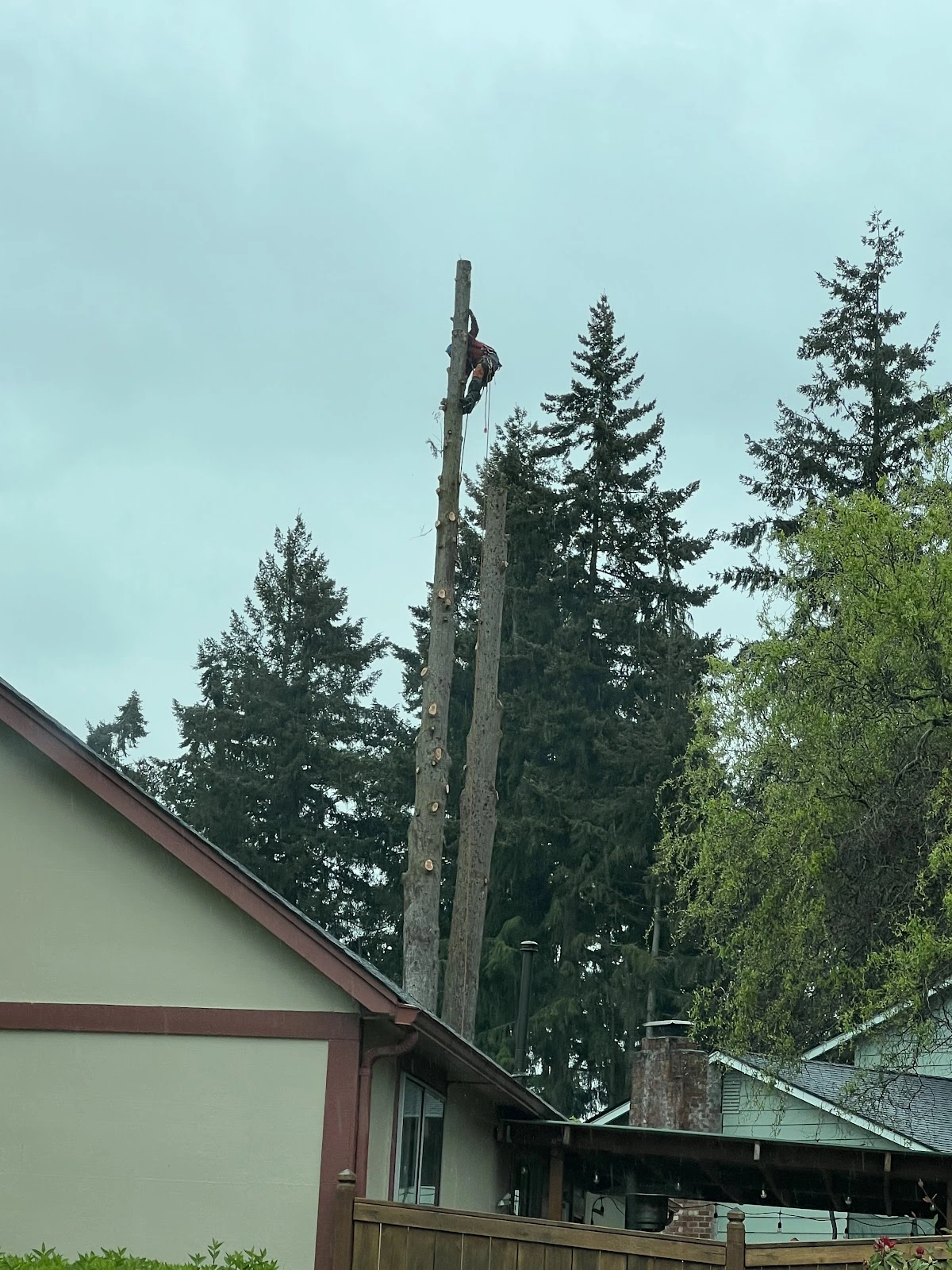 Green Leaf Tree Service