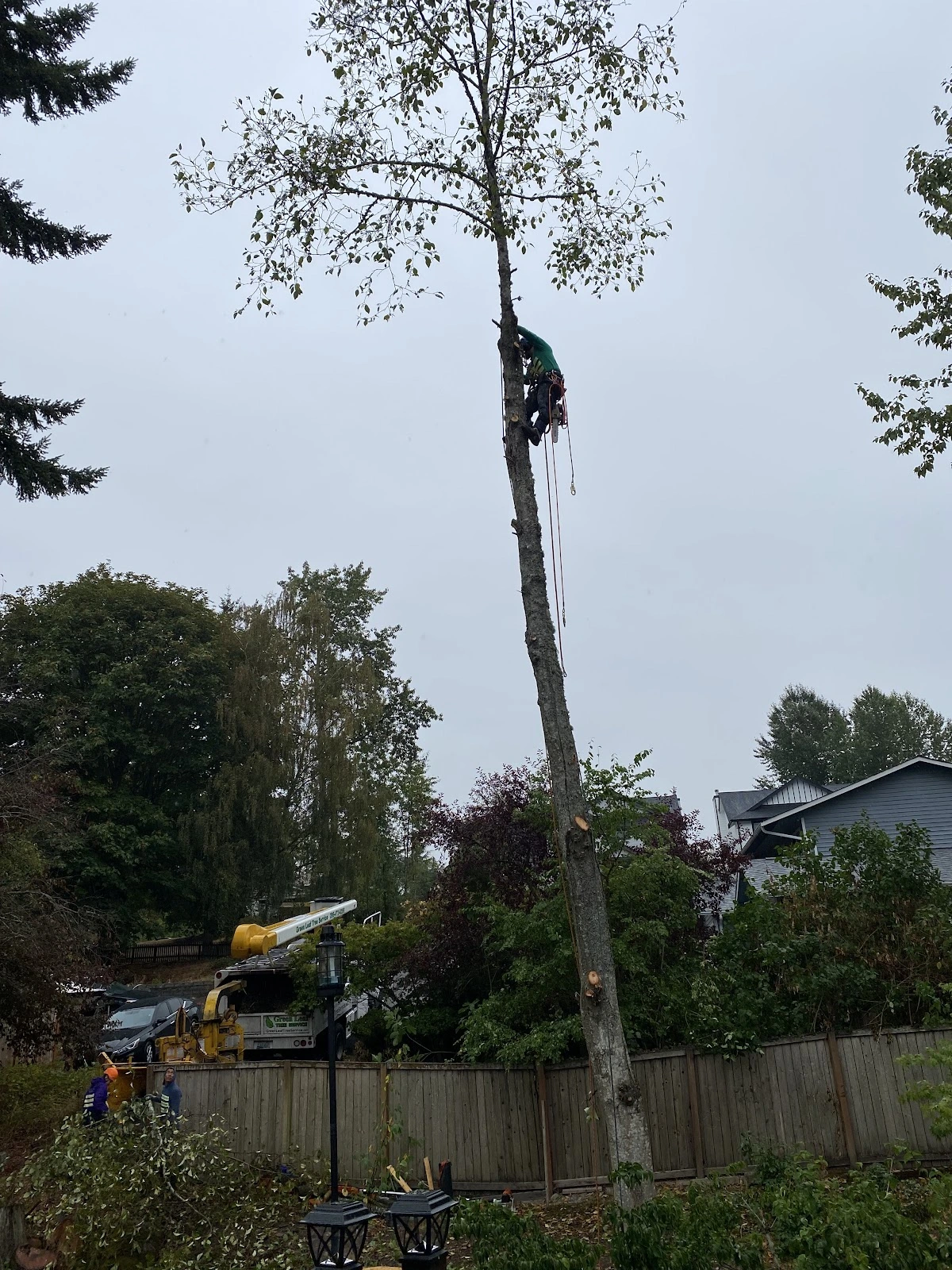 Green Leaf Tree Service