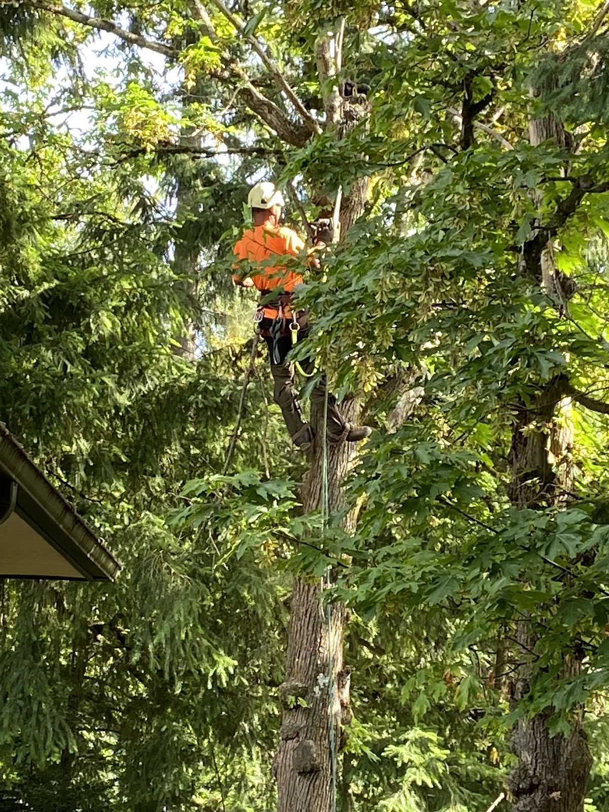 Green Leaf Tree Service