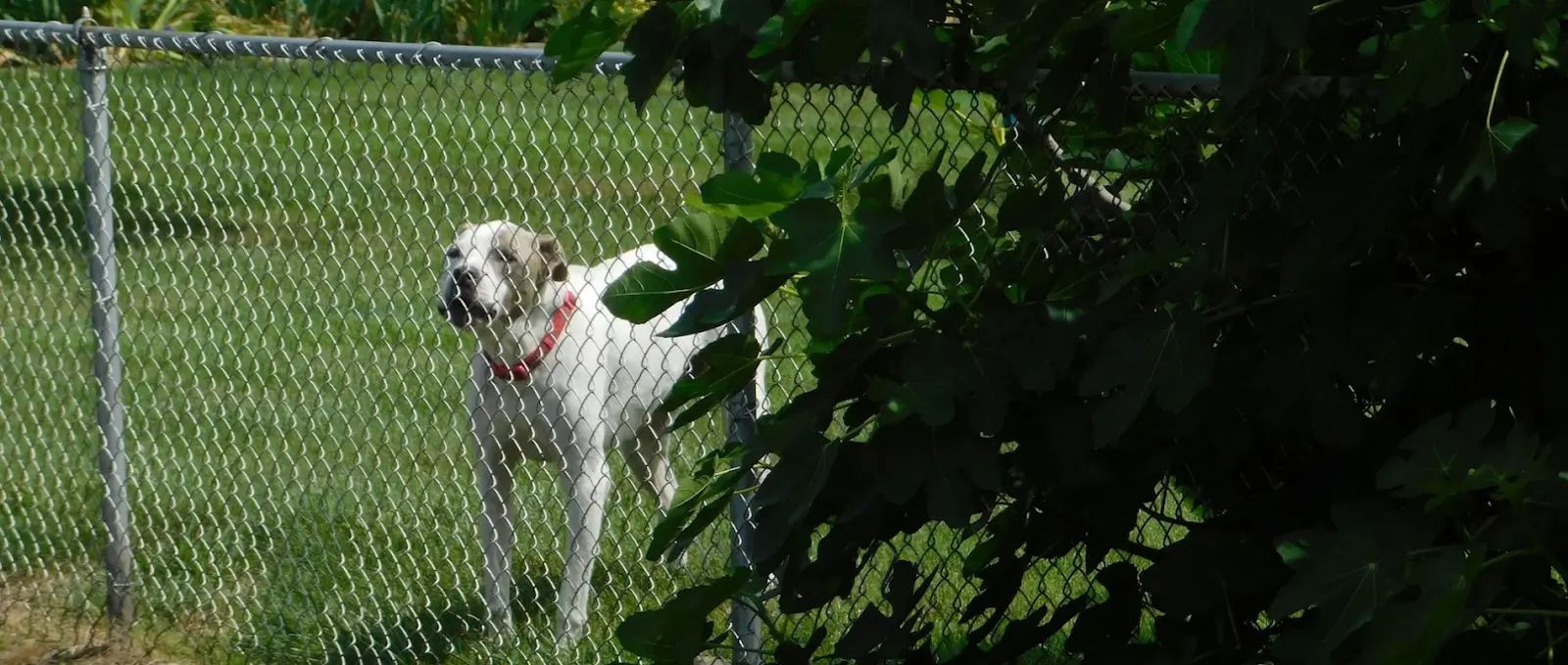 Economy Fence Center