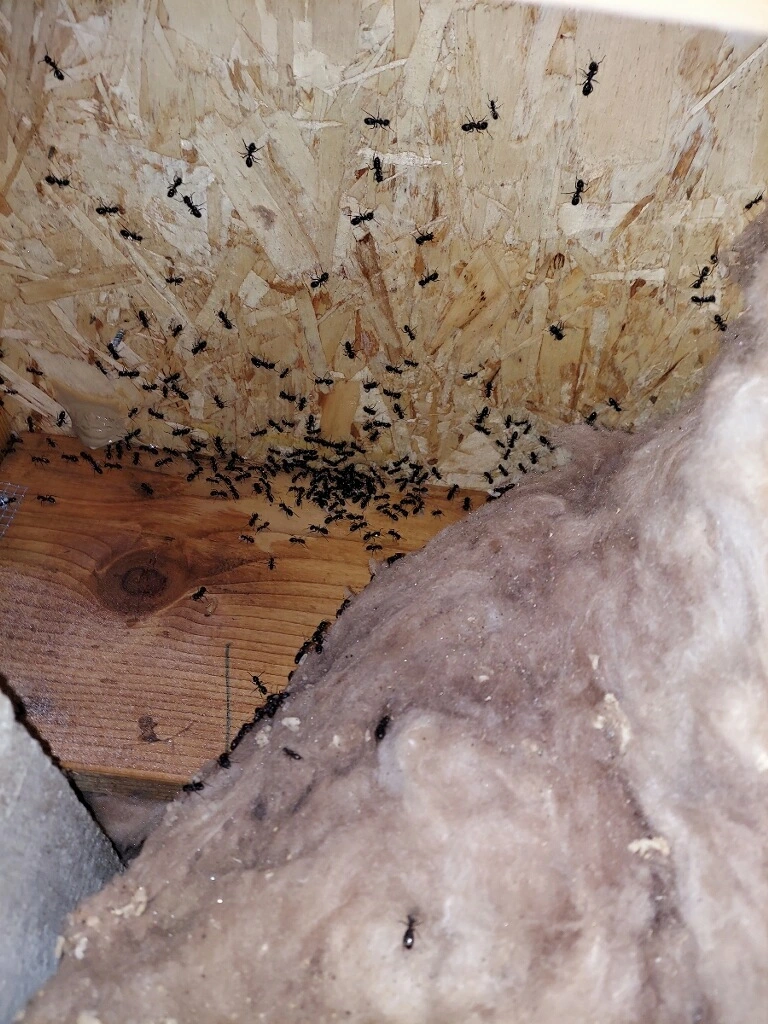 Eastside Exterminators