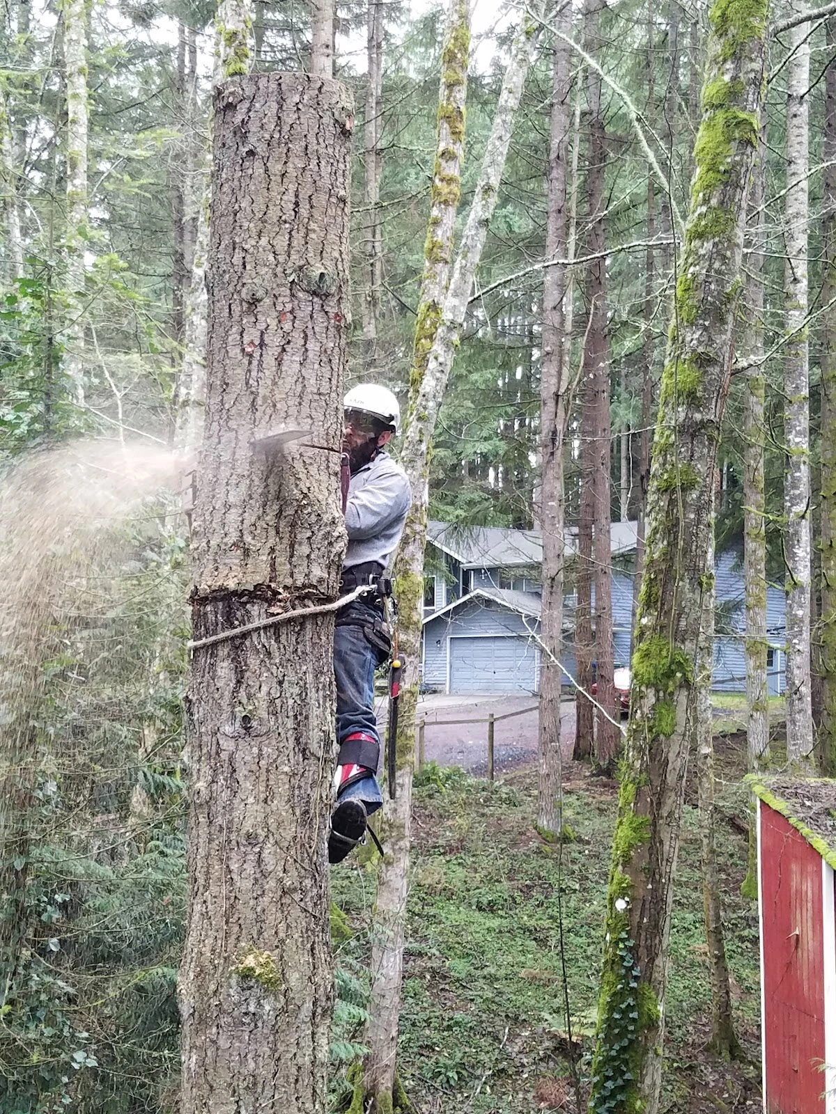 Darrel Emel's Tree Service