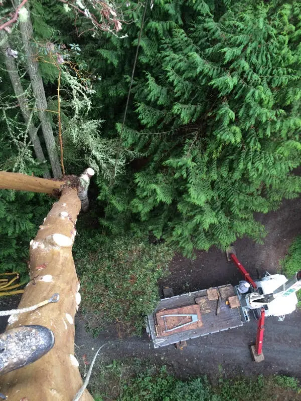 Darrel Emel's Tree Service