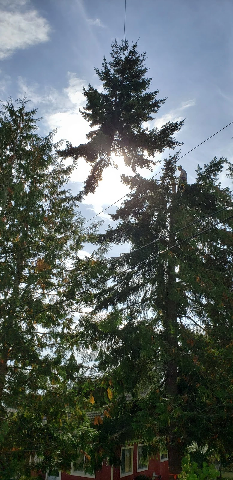 Darrel Emel's Tree Service