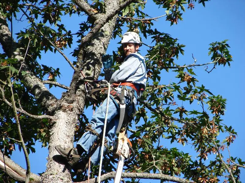 Darrel Emel's Tree Service