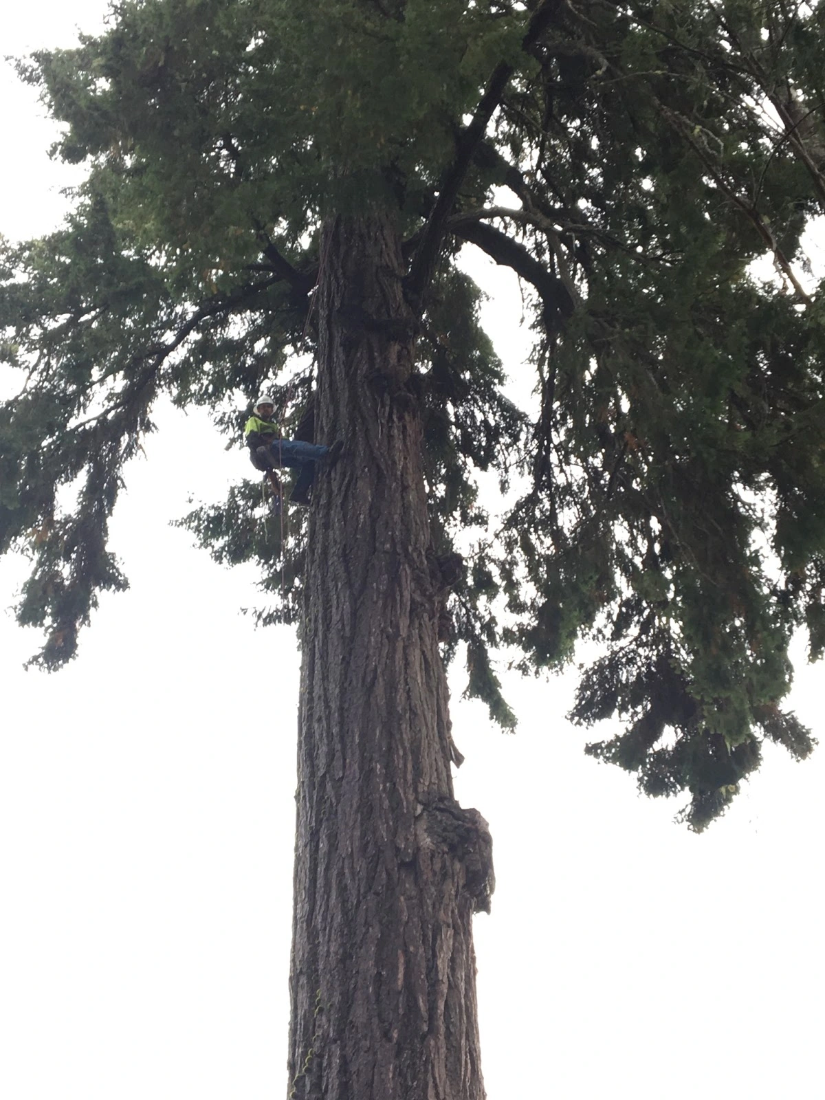 Darrel Emel's Tree Service