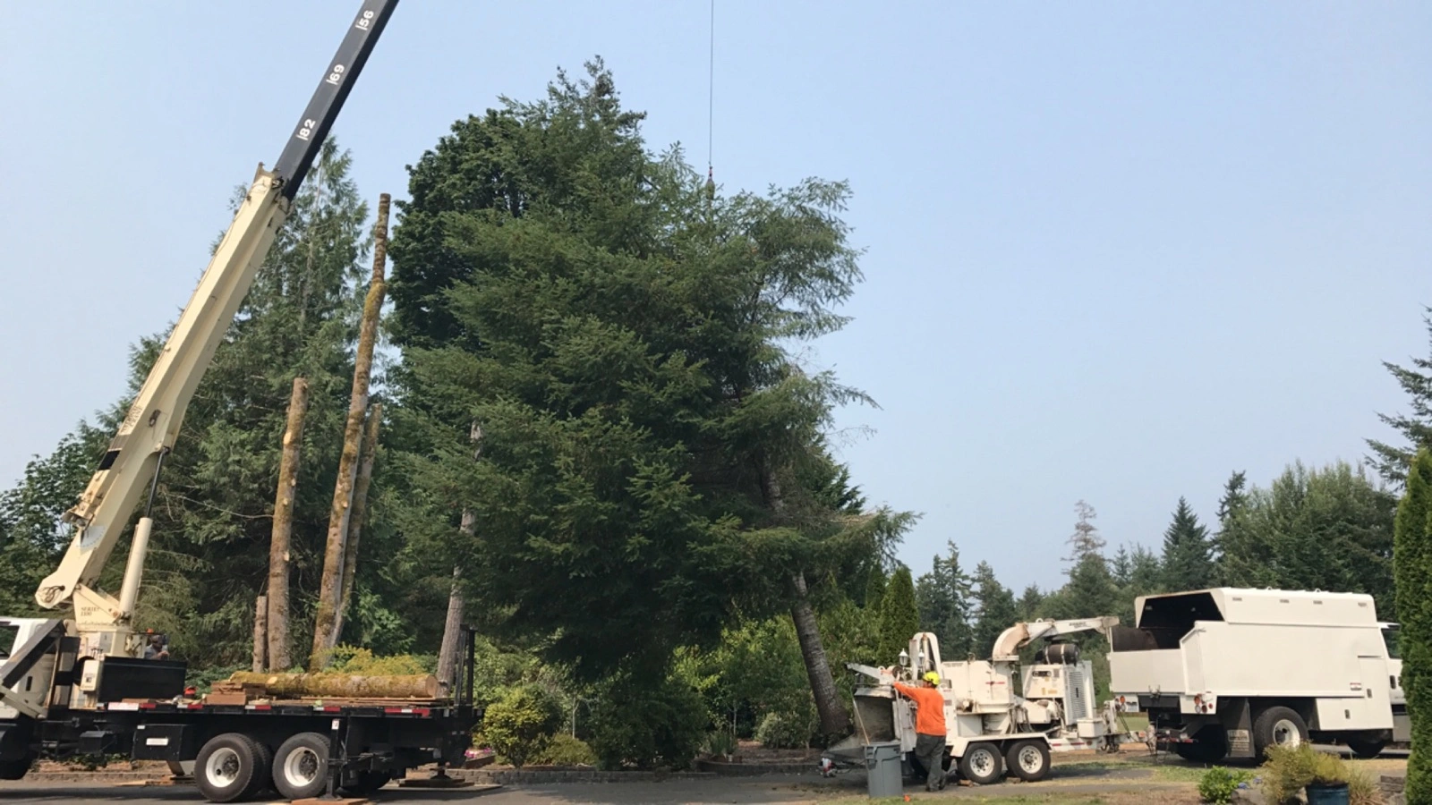 Darrel Emel's Tree Service