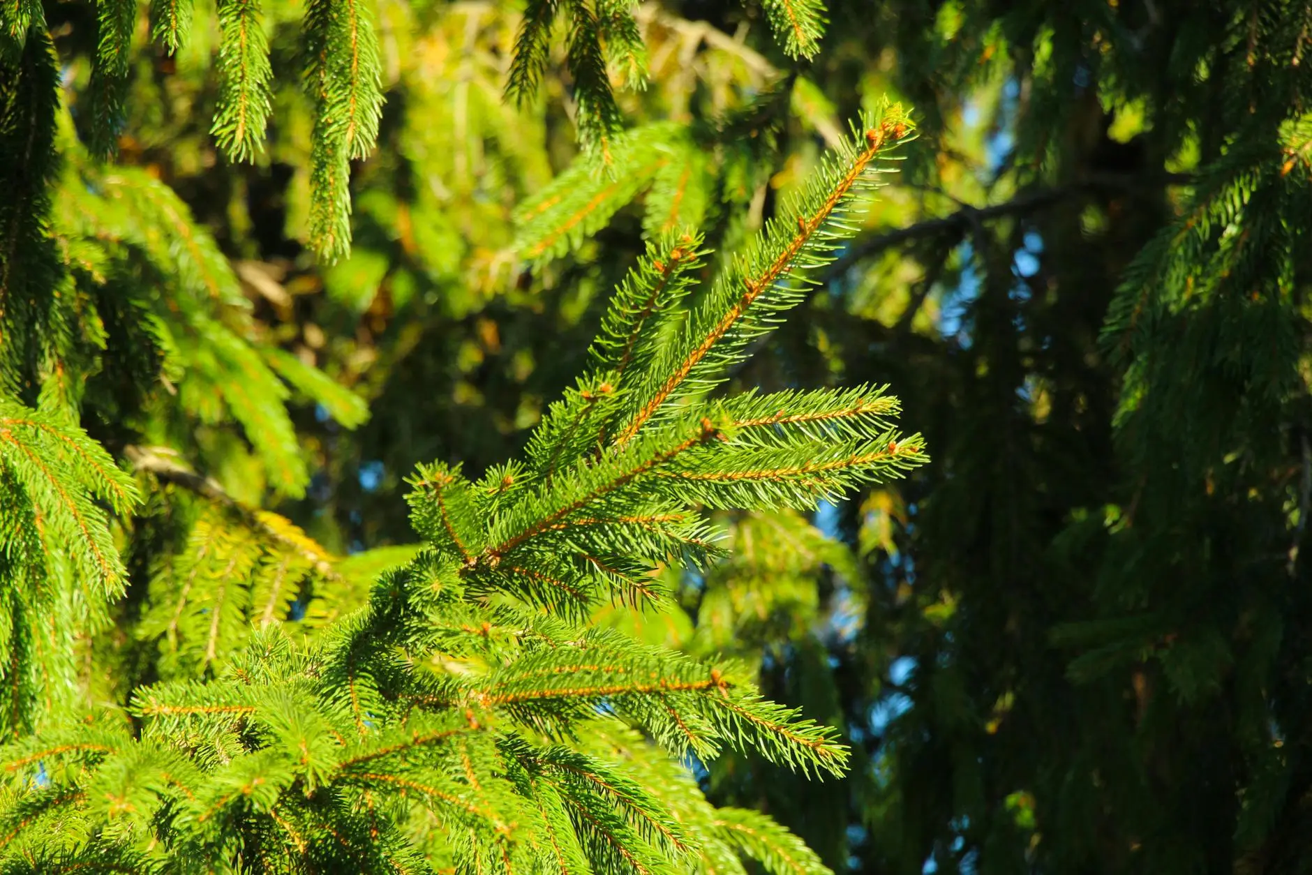 Arbor Magic Tree Services