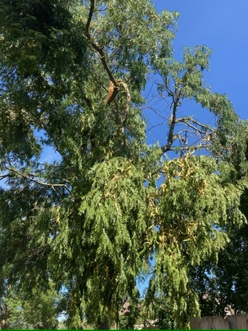 B&M Tree Service & Landscaping