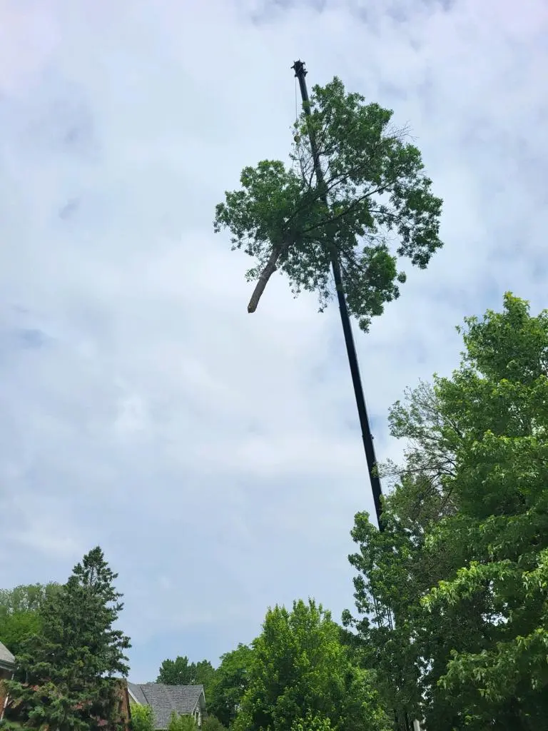 B&M Tree Service & Landscaping