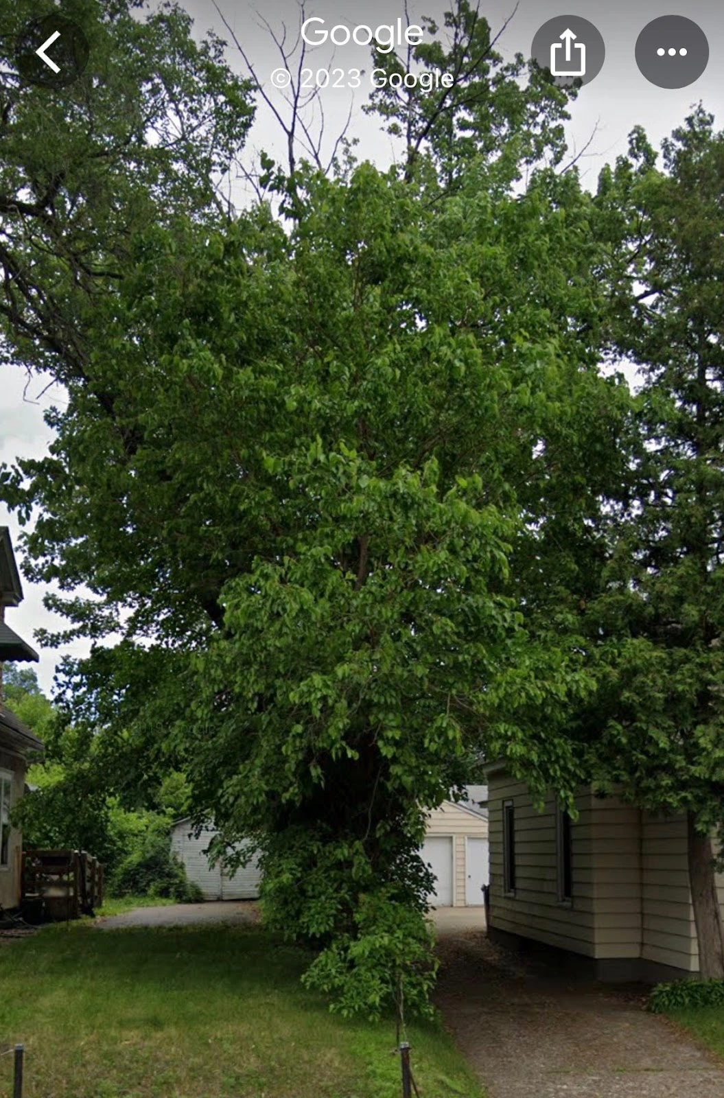 B&M Tree Service & Landscaping