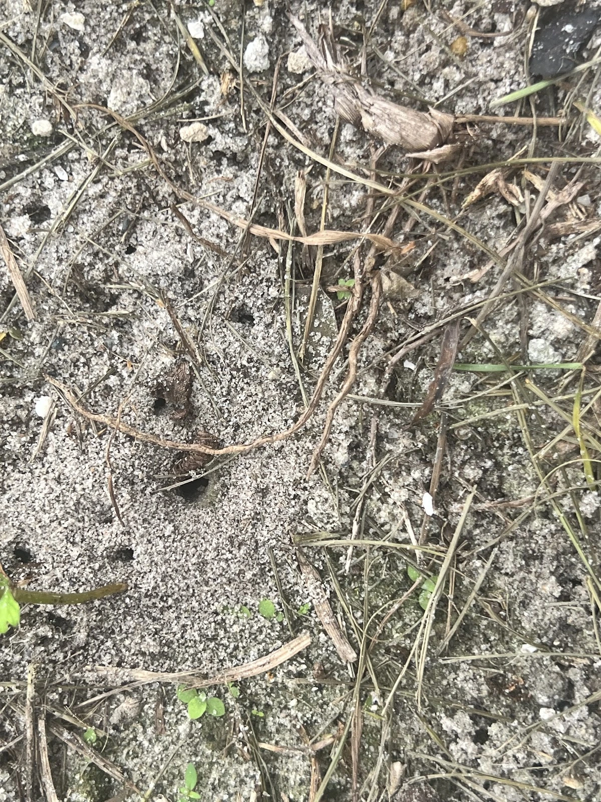 Sherlock Homes Pest Control & Irrigation, LLC