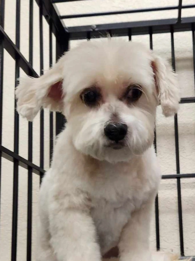 Plain & Fancy Pet Salon