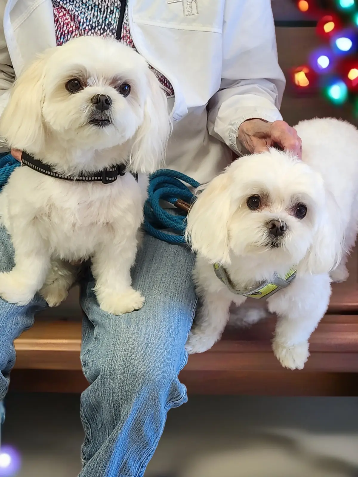 Plain & Fancy Pet Salon