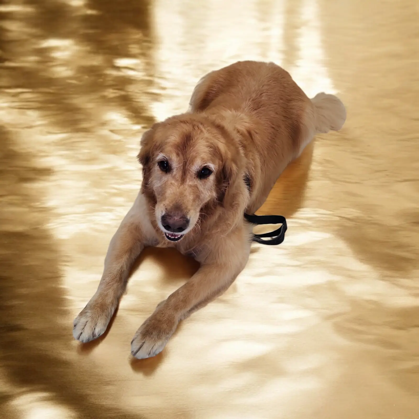 Plain & Fancy Pet Salon