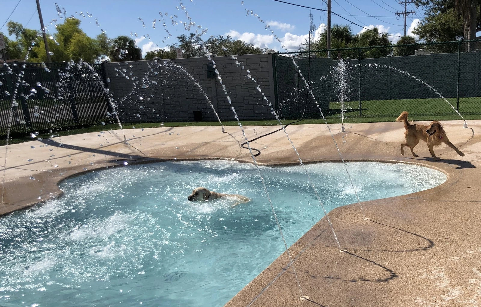 Pet Coral Veterinary Hospital & Resort