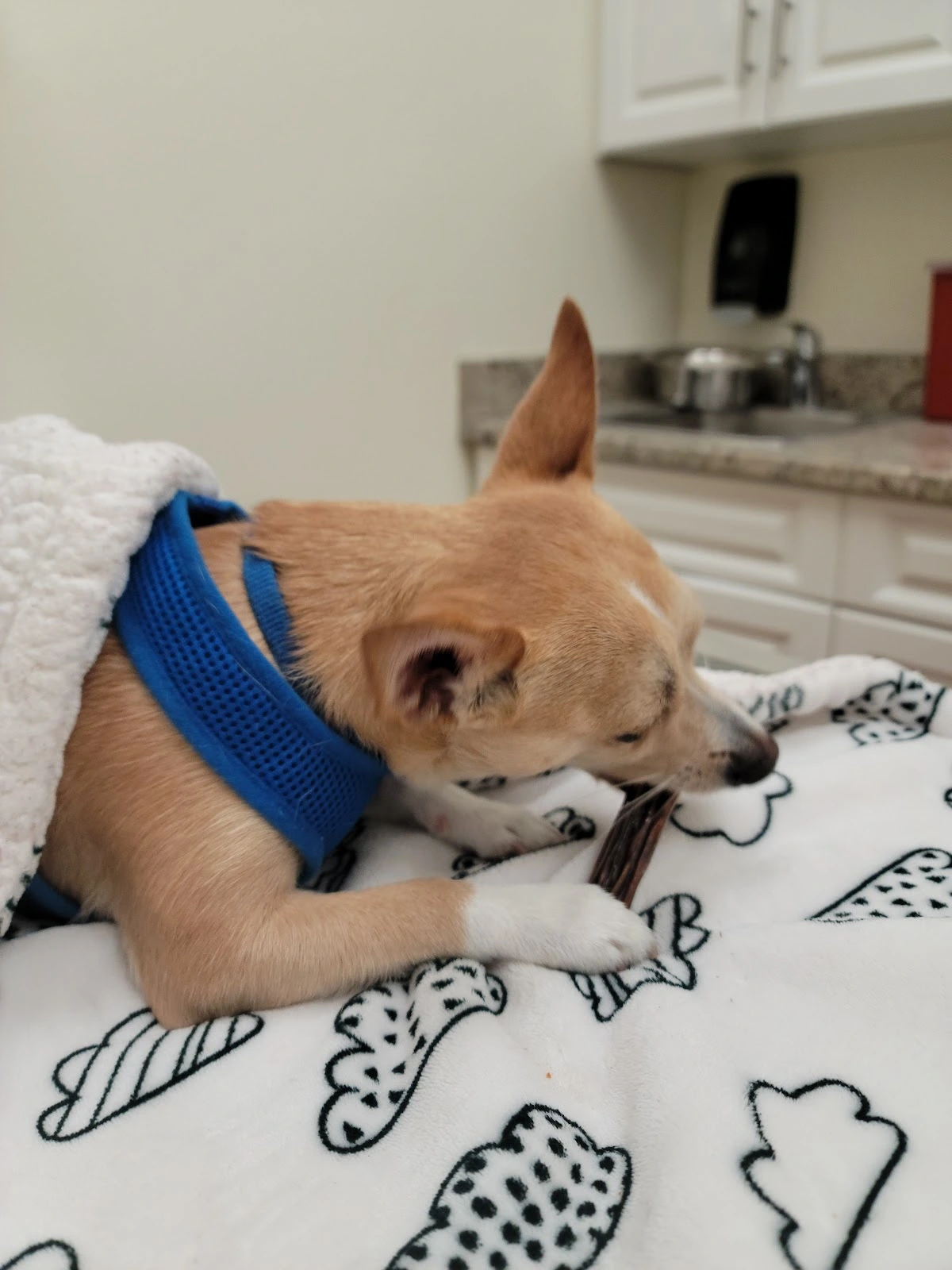 Pet Coral Veterinary Hospital & Resort