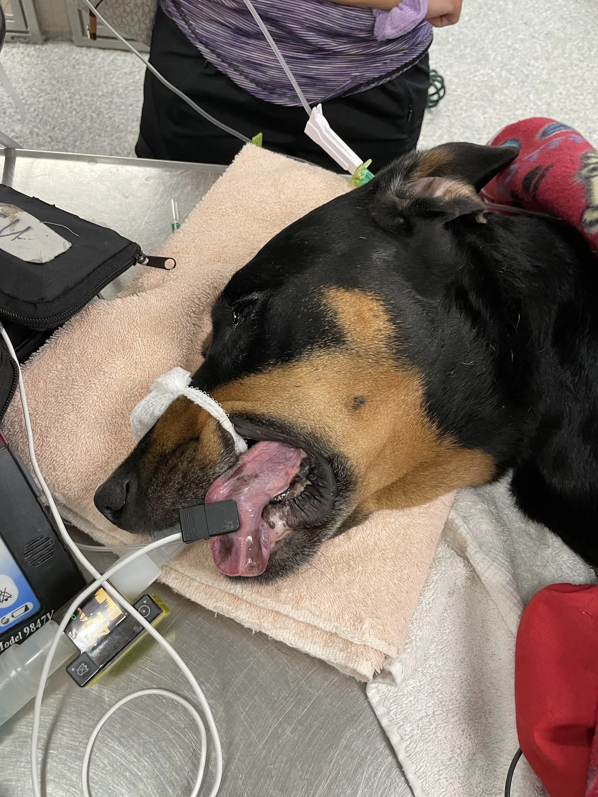 Pet Coral Veterinary Hospital & Resort